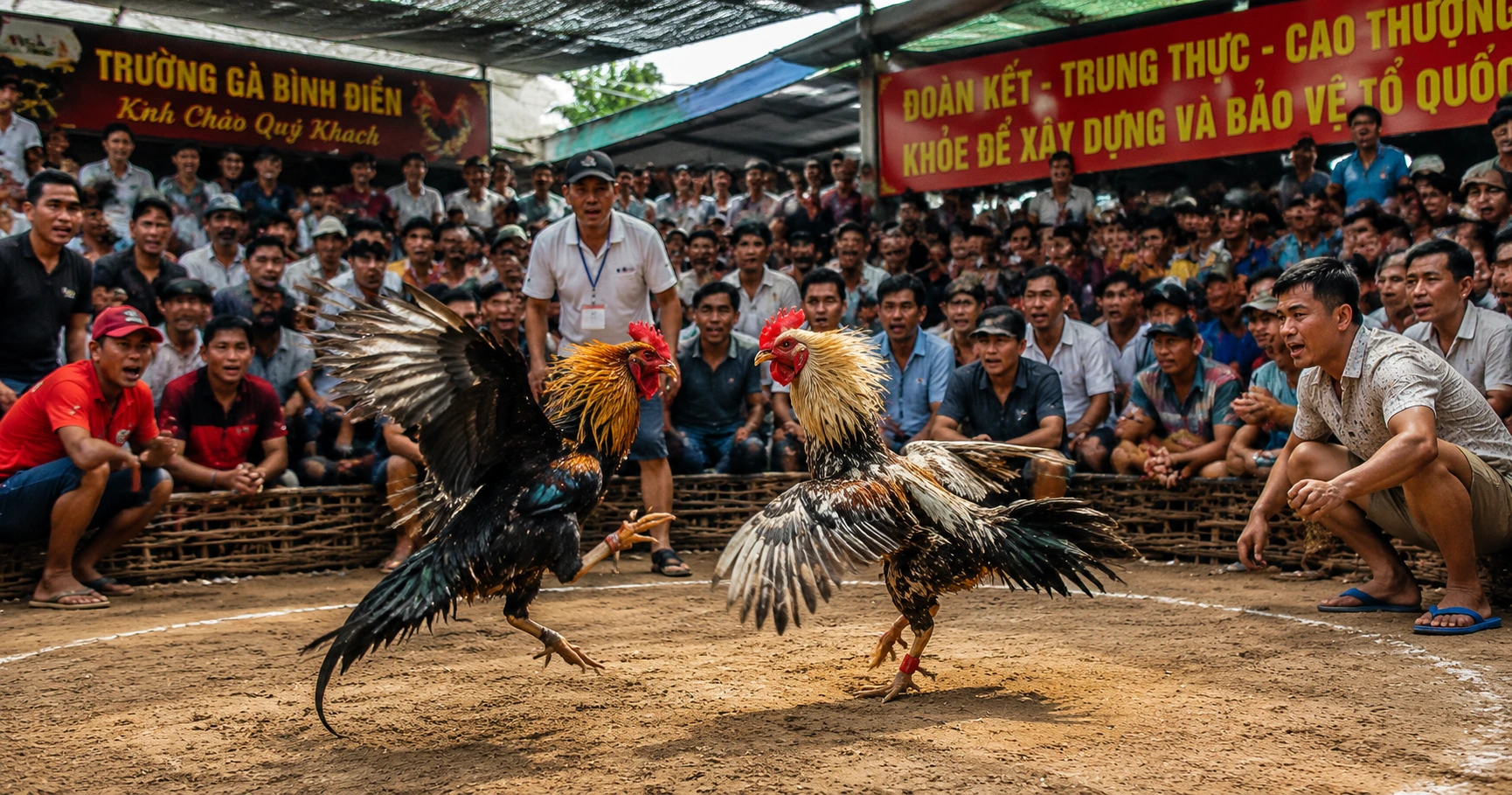 Tổng quan về đá gà thomo bj88 - image 1 Tổng quan về đá gà thomo bj88 - image 1