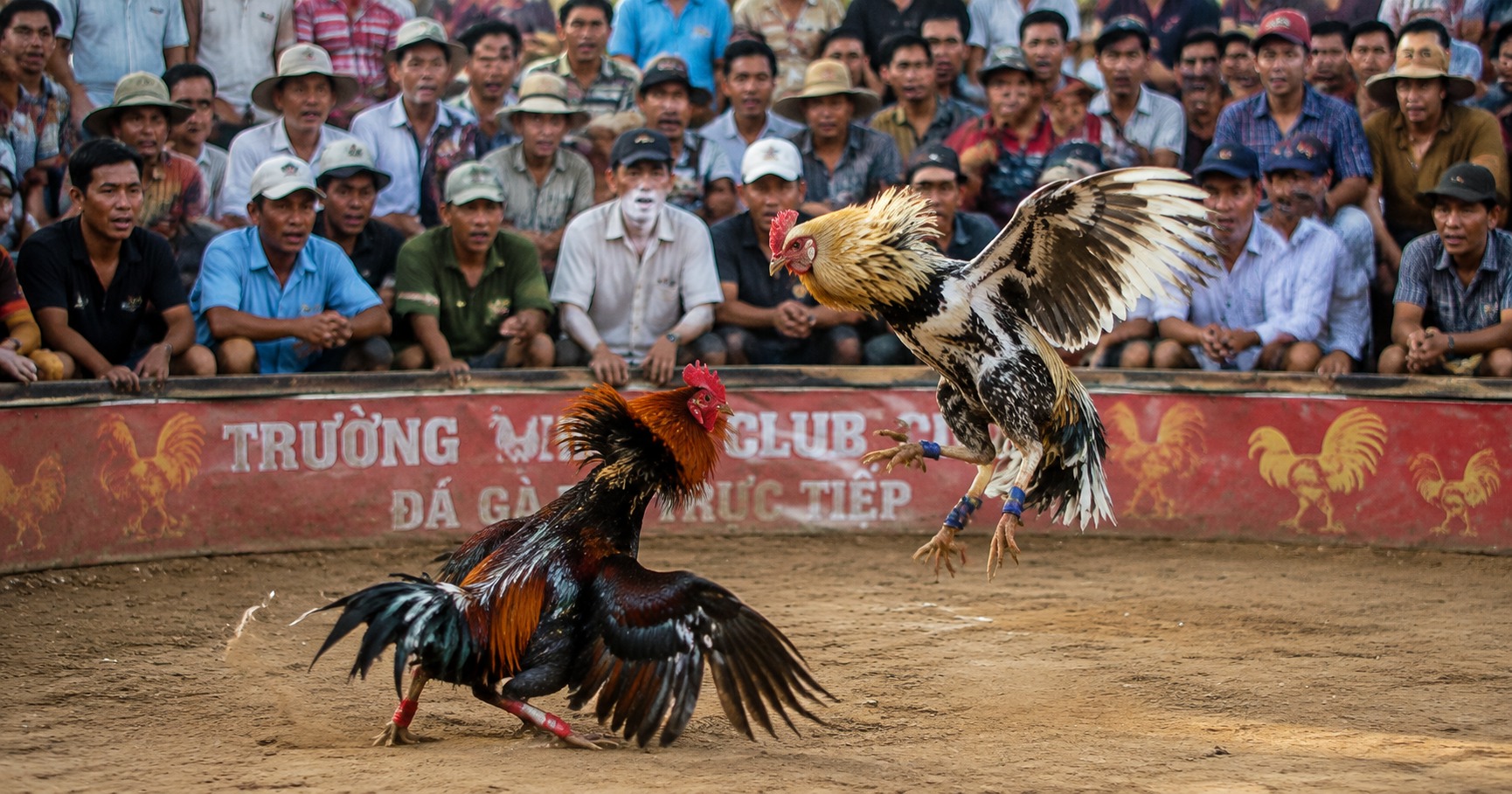 Khám Phá Đá Gà BJ88 Trực Tiếp: Trải Nghiệm Đỉnh Cao Cho Người Hâm Mộ - image 1